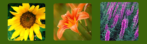 Sunflower, DayLily, Beard Tongue