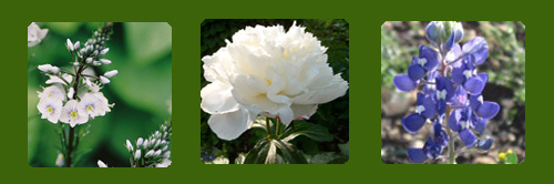 Veronica, Peony, Blue Bonnet