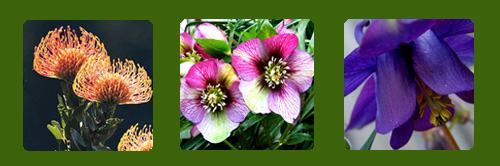 Pincushion Flower, False Rose, Columbine