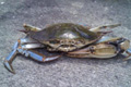 Bluecrab