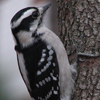 Downy Woodpecker female