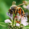 Bee on Mint