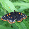 Baltimore Checkerspot