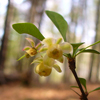 Small flower