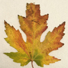 Autumn Leaf