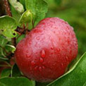 Apple on Tree