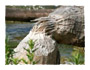Beaver Chewed Tree