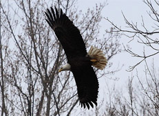 Eagle
