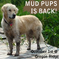 Muddy Golden Retriever