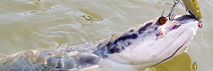 Snakehead Fish