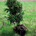 Fir Tree