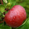 Red apple