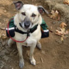 Annabelle the dog