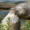 Beaver chewed tree