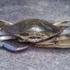 Bluecrab