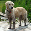 Muddy Golden retriever