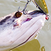 Snakehead Fish