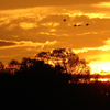 Sunset with birds
